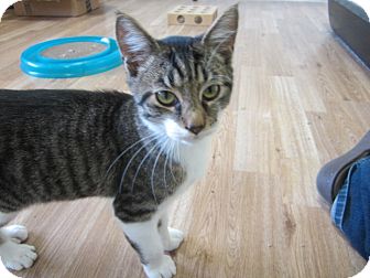American Shorthair Kitten for Sale in Bunnell, Florida - Jake American Shorthair Kitten for Sale in Bunnell, Florida - Jake