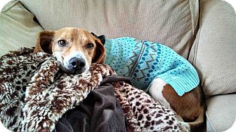 Beagle Dog for Sale in Loudonville, New York - Coltrane Beagle Dog for Sale in Loudonville, New York - Coltrane