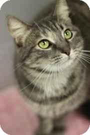 Domestic Mediumhair Cat for Sale in Gainesville, Florida - Shania Domestic Mediumhair Cat for Sale in Gainesville, Florida - Shania