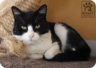 Domestic Shorthair Cat for Sale in Lancaster, Massachusetts - Louie Domestic Shorthair Cat for Sale in Lancaster, Massachusetts - Louie