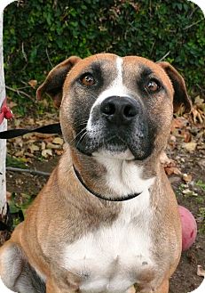 German Shepherd Dog/Bull Terrier Mix Dog for Sale in Chula Vista, California - Marty German Shepherd Dog/Bull Terrier Mix Dog for Sale in Chula Vista, California - Marty