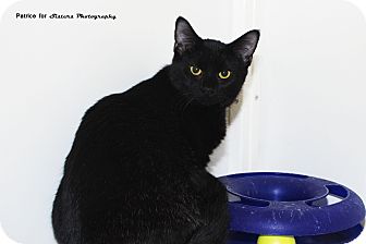 Domestic Shorthair Kitten for Sale in Lincoln, Nebraska - Jamie Lee Curtis Domestic Shorthair Kitten for Sale in Lincoln, Nebraska - Jamie Lee Curtis