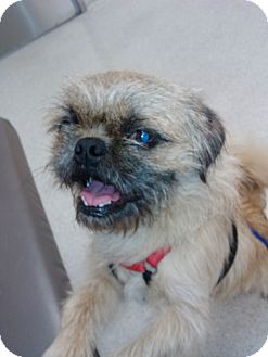Brussels Griffon Mix Dog for Sale in San Diego, California - Alvin Brussels Griffon Mix Dog for Sale in San Diego, California - Alvin