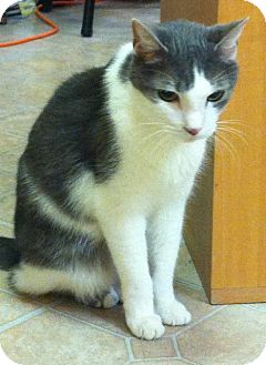 Domestic Mediumhair Cat for Sale in Mobile, Alabama - Pierre Domestic Mediumhair Cat for Sale in Mobile, Alabama - Pierre