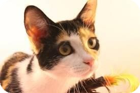 Manx Cat for Sale in Simpsonville, South Carolina - Paris Manx Cat for Sale in Simpsonville, South Carolina - Paris