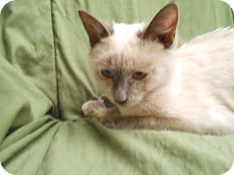 Siamese Kitten for Sale in Fountain Hills, Arizona - SUSHI Siamese Kitten for Sale in Fountain Hills, Arizona - SUSHI