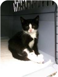 Domestic Shorthair Kitten for Sale in Medford, New Jersey - Blanca Domestic Shorthair Kitten for Sale in Medford, New Jersey - Blanca