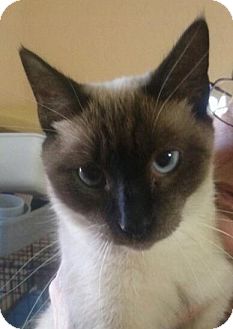 Siamese Cat for Sale in Lantana, Florida - Snowie Siamese Cat for Sale in Lantana, Florida - Snowie