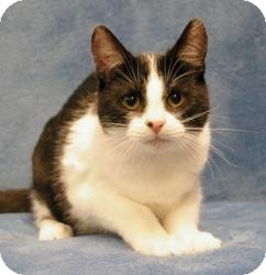 Domestic Longhair Cat for Sale in Sacramento, California - Elliott Domestic Longhair Cat for Sale in Sacramento, California - Elliott
