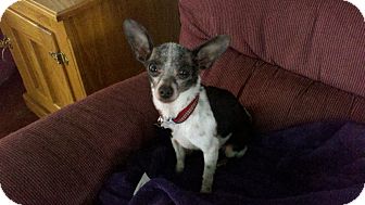 Fox Terrier (Toy)/Rat Terrier Mix Dog for Sale in Clear Lake, Washington - Jack Fox Terrier (Toy)/Rat Terrier Mix Dog for Sale in Clear Lake, Washington - Jack