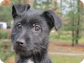 Scottie, Scottish Terrier/Terrier (Unknown Type, Small) Mix Puppy for Sale in Washington, D.C. - Buttons Scottie, Scottish Terrier/Terrier (Unknown Type, Small) Mix Puppy for Sale in Washington, D.C. - Buttons