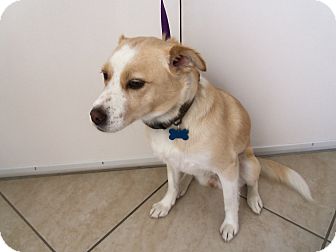 Fox Terrier (Smooth) Mix Dog for Sale in Corona del mar, California - Sandy Fox Terrier (Smooth) Mix Dog for Sale in Corona del mar, California - Sandy