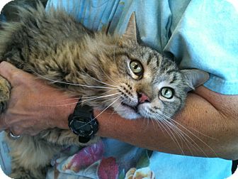 Maine Coon Cat for Sale in Phoenix, Arizona - Boo Maine Coon Cat for Sale in Phoenix, Arizona - Boo