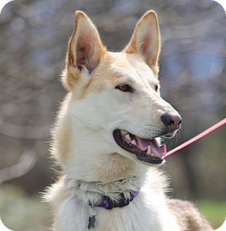 Shepherd (Unknown Type) Mix Dog for Sale in Grants Pass, Oregon - Boris Shepherd (Unknown Type) Mix Dog for Sale in Grants Pass, Oregon - Boris