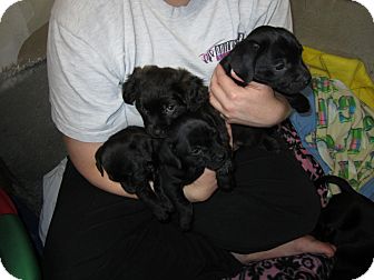 Labrador Retriever Mix Puppy for Sale in Bellingham, Washington - Promise Puppies Labrador Retriever Mix Puppy for Sale in Bellingham, Washington - Promise Puppies