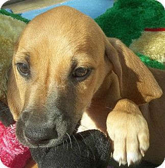 Black and Tan Coonhound/Hound (Unknown Type) Mix Puppy for Sale in Conway, Arkansas - Dakota Black and Tan Coonhound/Hound (Unknown Type) Mix Puppy for Sale in Conway, Arkansas - Dakota