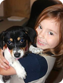 Terrier (Unknown Type, Medium) Mix Puppy for Sale in Miami, Florida - Maggie Terrier (Unknown Type, Medium) Mix Puppy for Sale in Miami, Florida - Maggie