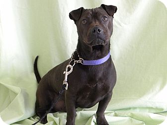Pug/Chihuahua Mix Dog for Sale in Princeton, Kentucky - Ace Pug/Chihuahua Mix Dog for Sale in Princeton, Kentucky - Ace