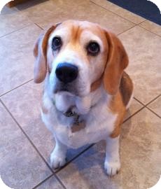 Beagle Mix Dog for Sale in Phoenix, Arizona - Elsa Beagle Mix Dog for Sale in Phoenix, Arizona - Elsa