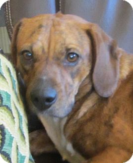 Beagle/Plott Hound Mix Dog for Sale in Lincolnton, North Carolina - Faith Beagle/Plott Hound Mix Dog for Sale in Lincolnton, North Carolina - Faith