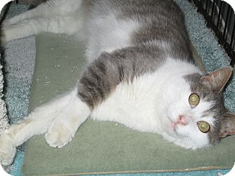 Domestic Shorthair Cat for Sale in Richland, Michigan - Baby Domestic Shorthair Cat for Sale in Richland, Michigan - Baby