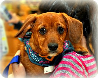 Fox Terrier (Wirehaired)/Norfolk Terrier Mix Puppy for Sale in Sparta, New Jersey - Pete Fox Terrier (Wirehaired)/Norfolk Terrier Mix Puppy for Sale in Sparta, New Jersey - Pete