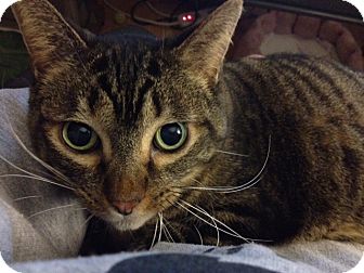 Domestic Shorthair Cat for Sale in Grand Rapids, Michigan - Natasha Domestic Shorthair Cat for Sale in Grand Rapids, Michigan - Natasha