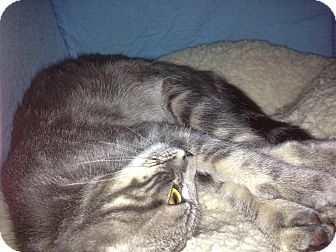 Domestic Shorthair Cat for Sale in Farmingdale, New York - Kanga Domestic Shorthair Cat for Sale in Farmingdale, New York - Kanga