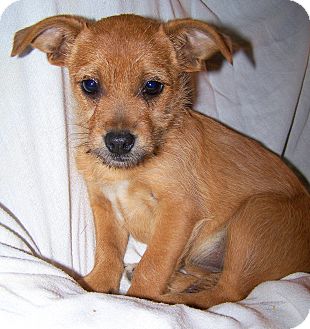 Cairn Terrier/Chihuahua Mix Puppy for Sale in Sherman, Connecticut - Kat Betty's Dog Cairn Terrier/Chihuahua Mix Puppy for Sale in Sherman, Connecticut - Kat Betty's Dog