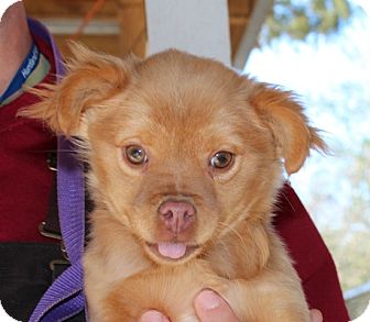 Pomeranian/Pekingese Mix Puppy for Sale in Harrisonburg, Virginia - Ruffles Pomeranian/Pekingese Mix Puppy for Sale in Harrisonburg, Virginia - Ruffles