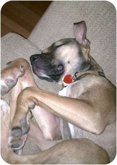American Staffordshire Terrier/Boxer Mix Dog for Sale in New York, New York - Penny American Staffordshire Terrier/Boxer Mix Dog for Sale in New York, New York - Penny
