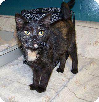Domestic Shorthair Kitten for Sale in Dover, Ohio - Tango Domestic Shorthair Kitten for Sale in Dover, Ohio - Tango