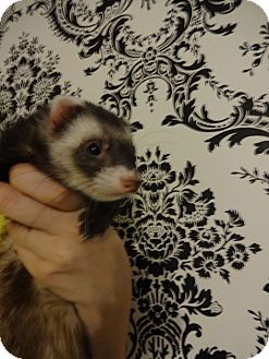 Ferret for Sale in Lighthouse Point, Florida - Rugby Ferret for Sale in Lighthouse Point, Florida - Rugby