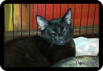 Bombay Kitten for Sale in Scottsdale, Arizona - Panther- courtesy post Bombay Kitten for Sale in Scottsdale, Arizona - Panther- courtesy post