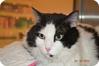 Domestic Longhair Cat for Sale in Gilbert, Arizona - Spot Domestic Longhair Cat for Sale in Gilbert, Arizona - Spot