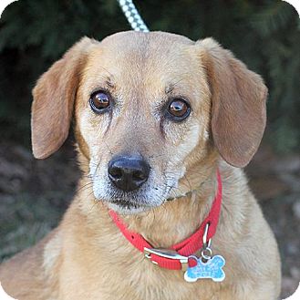 Beagle Mix Dog for Sale in Springfield, Illinois - Moses Beagle Mix Dog for Sale in Springfield, Illinois - Moses