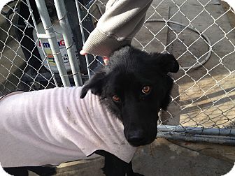 Flat-Coated Retriever Mix Dog for Sale in Seattle, Washington - Minnie Flat-Coated Retriever Mix Dog for Sale in Seattle, Washington - Minnie