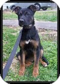 German Shepherd Dog Mix Puppy for Sale in Allentown, Pennsylvania - Shooley German Shepherd Dog Mix Puppy for Sale in Allentown, Pennsylvania - Shooley