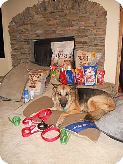 German Shepherd Dog Dog for Sale in Greeneville, Tennessee - Princess German Shepherd Dog Dog for Sale in Greeneville, Tennessee - Princess