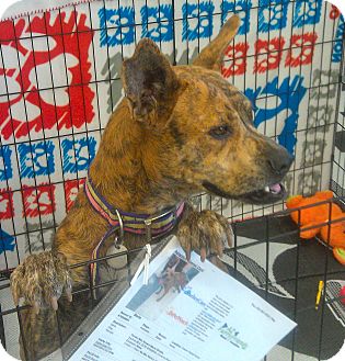 Terrier (Unknown Type, Medium)/Australian Cattle Dog Mix Dog for Sale in Phoenix, Arizona - Stella Terrier (Unknown Type, Medium)/Australian Cattle Dog Mix Dog for Sale in Phoenix, Arizona - Stella
