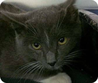 Domestic Shorthair Kitten for Sale in Richboro, Pennsylvania - Sean Connery Domestic Shorthair Kitten for Sale in Richboro, Pennsylvania - Sean Connery