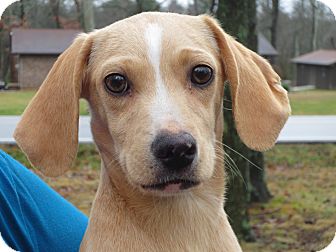 Dachshund/Terrier (Unknown Type, Small) Mix Puppy for Sale in Washington, D.C. - Butterbean Dachshund/Terrier (Unknown Type, Small) Mix Puppy for Sale in Washington, D.C. - Butterbean