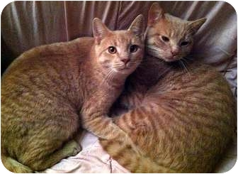 Domestic Mediumhair Cat for Sale in Alexandria, Virginia - Peanut & Mahoney Domestic Mediumhair Cat for Sale in Alexandria, Virginia - Peanut & Mahoney