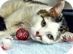 Domestic Shorthair Cat for Sale in Red Bluff, California - Tiny Domestic Shorthair Cat for Sale in Red Bluff, California - Tiny
