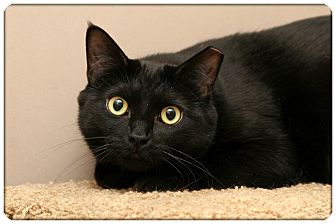 Domestic Shorthair Cat for Sale in Sterling Heights, Michigan - Noir - ADOPTED! Domestic Shorthair Cat for Sale in Sterling Heights, Michigan - Noir - ADOPTED!