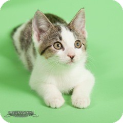 Domestic Shorthair Kitten for Sale in St. Louis, Missouri - May Domestic Shorthair Kitten for Sale in St. Louis, Missouri - May