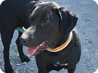 Labrador Retriever/Pointer Mix Dog for Sale in Carey, Ohio - DRAKE Labrador Retriever/Pointer Mix Dog for Sale in Carey, Ohio - DRAKE
