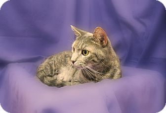 Domestic Shorthair Cat for Sale in Richmond, Virginia - Louise Domestic Shorthair Cat for Sale in Richmond, Virginia - Louise