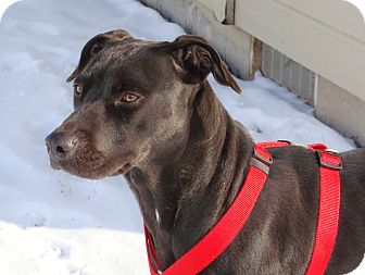 Pointer/Labrador Retriever Mix Dog for Sale in Boise, Idaho - Zoe Pointer/Labrador Retriever Mix Dog for Sale in Boise, Idaho - Zoe