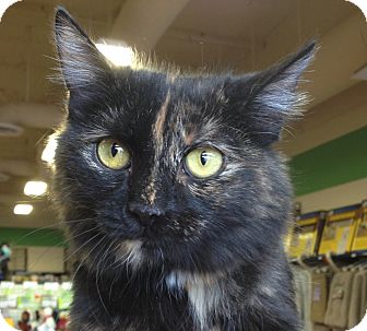 Domestic Mediumhair Kitten for Sale in Mesa, Arizona - Whiskey Domestic Mediumhair Kitten for Sale in Mesa, Arizona - Whiskey